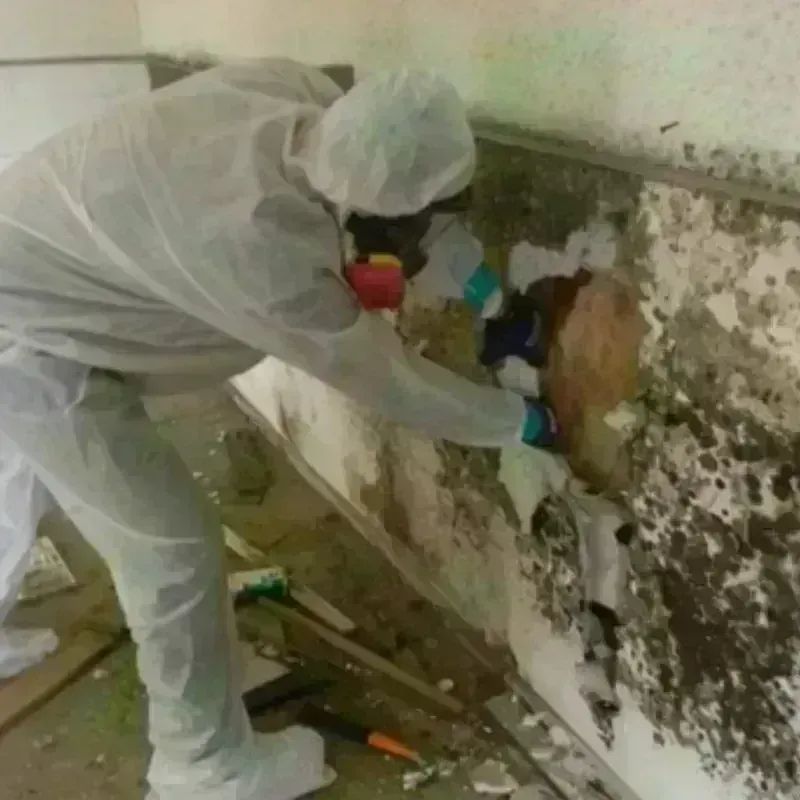 Mold Remediation and Removal in Crandon, WI